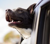 Cut the Cost of camping with Dog Friendly Motorhomes