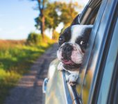 Driving With Pets - What Are The Rules?