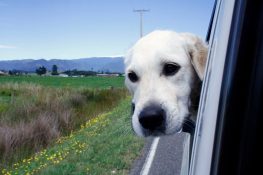 How To Stay Safe - Motorhome Travel With Your Dog