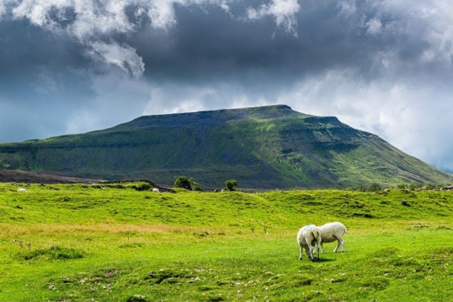 two sheep grazing on a green field with a large hill in the background