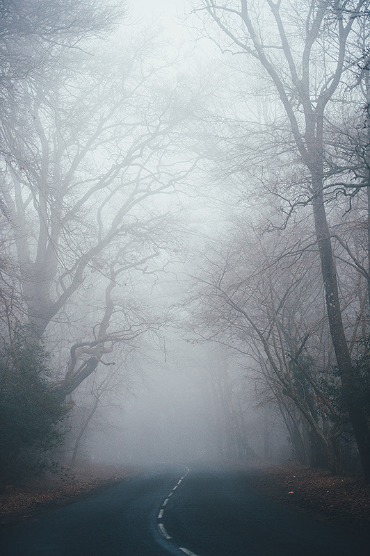 spooky misty forest road